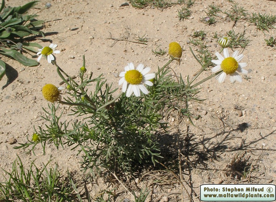 Matricaria Chamomilla Scented Mayweed Maltawildplants The